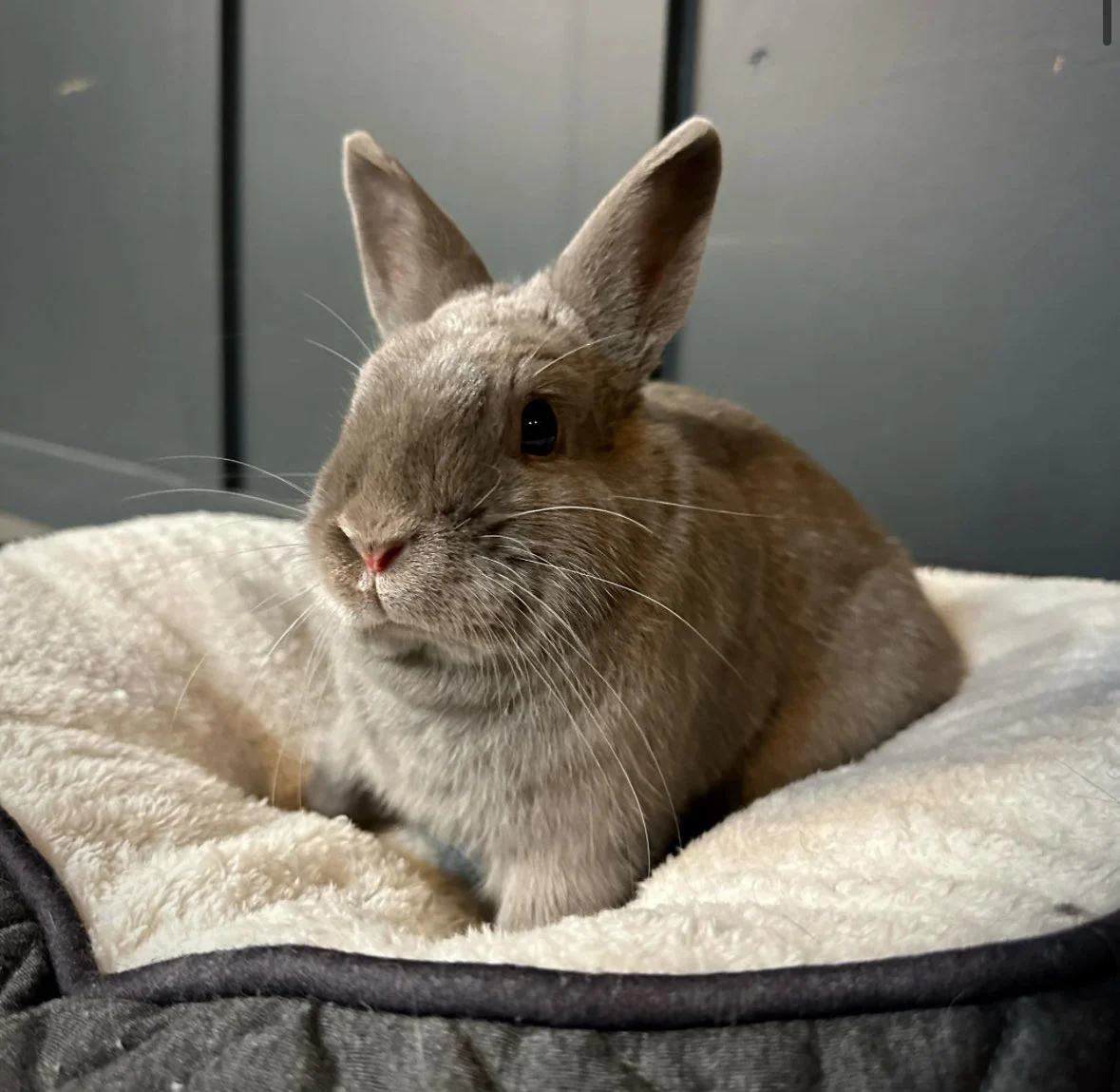 Kiwi, a grey rabbit