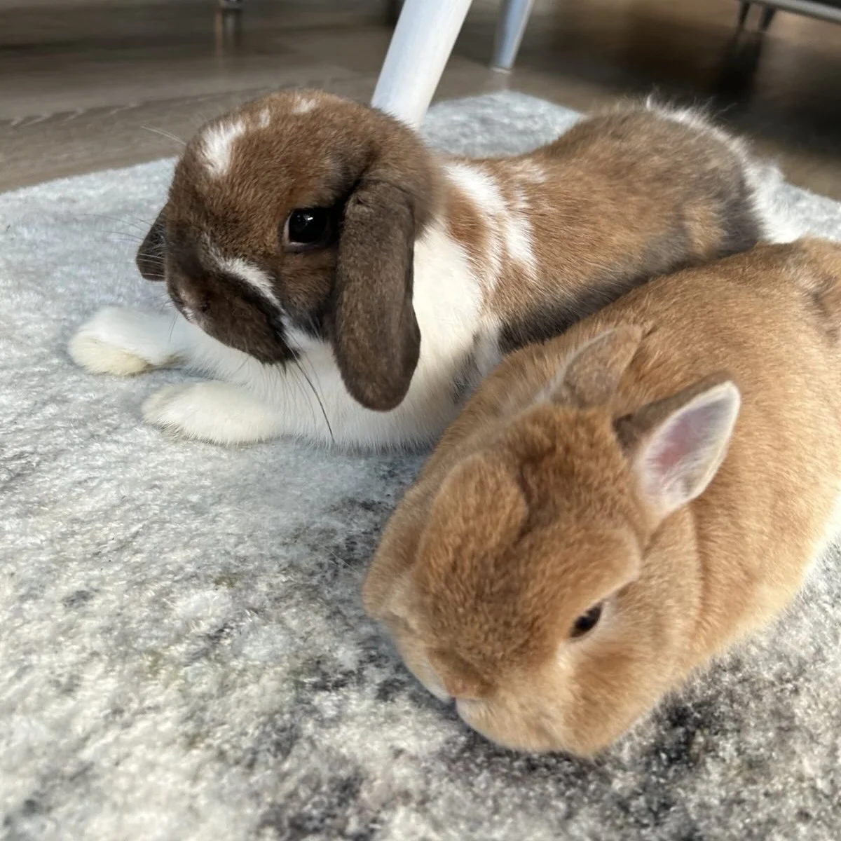 Sven and Toffee together