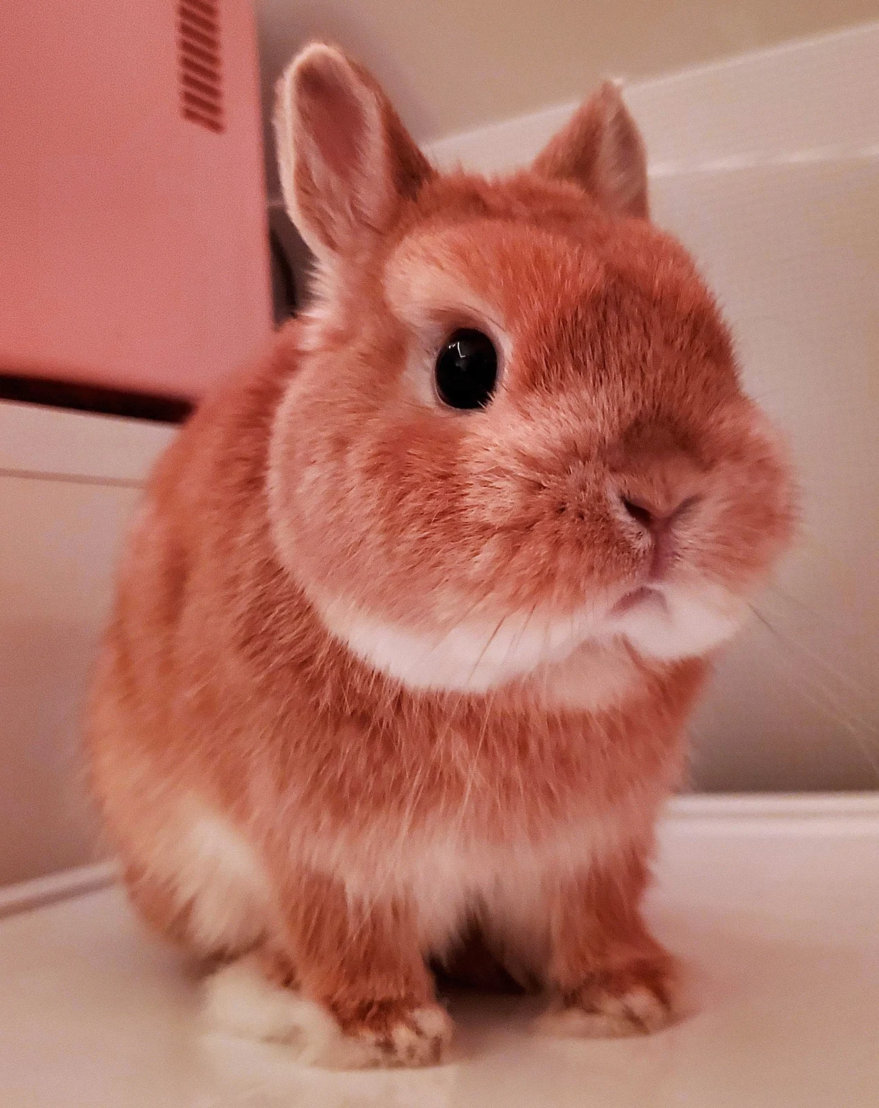 Sven, a Netherland Dwarf rabbit