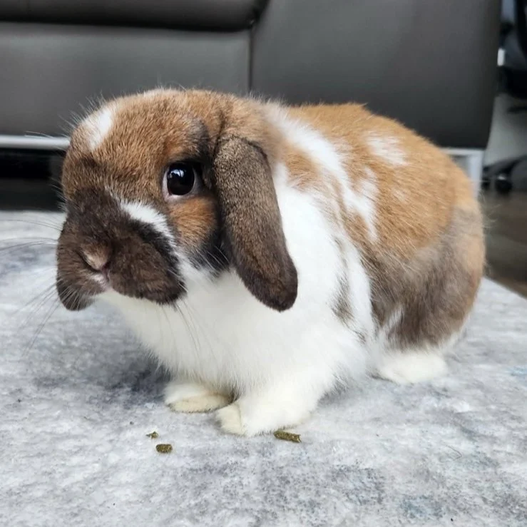 Toffee, a Holland Lop rabbit